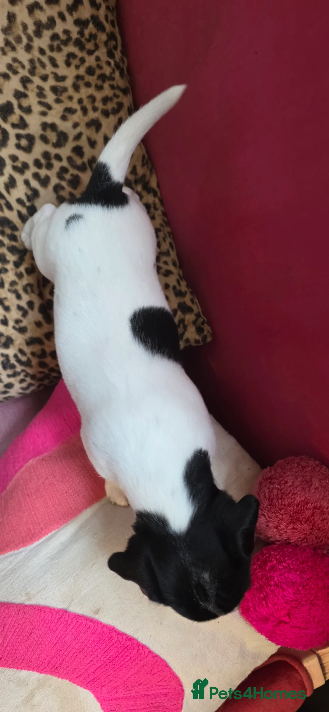 Jack Russell dogs for sale: Jack Russell Terrier Puppies – 4 Girls & 2 Boys in Harlow - Advert 2