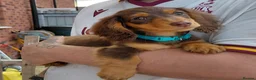 Miniature Dachshund dogs for sale: ✨️Available & Ready✨️3 Left✨️Longhaired Mini's✨️ - Advert 8