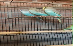 Budgerigars birds for sale: Budgies - Image 3