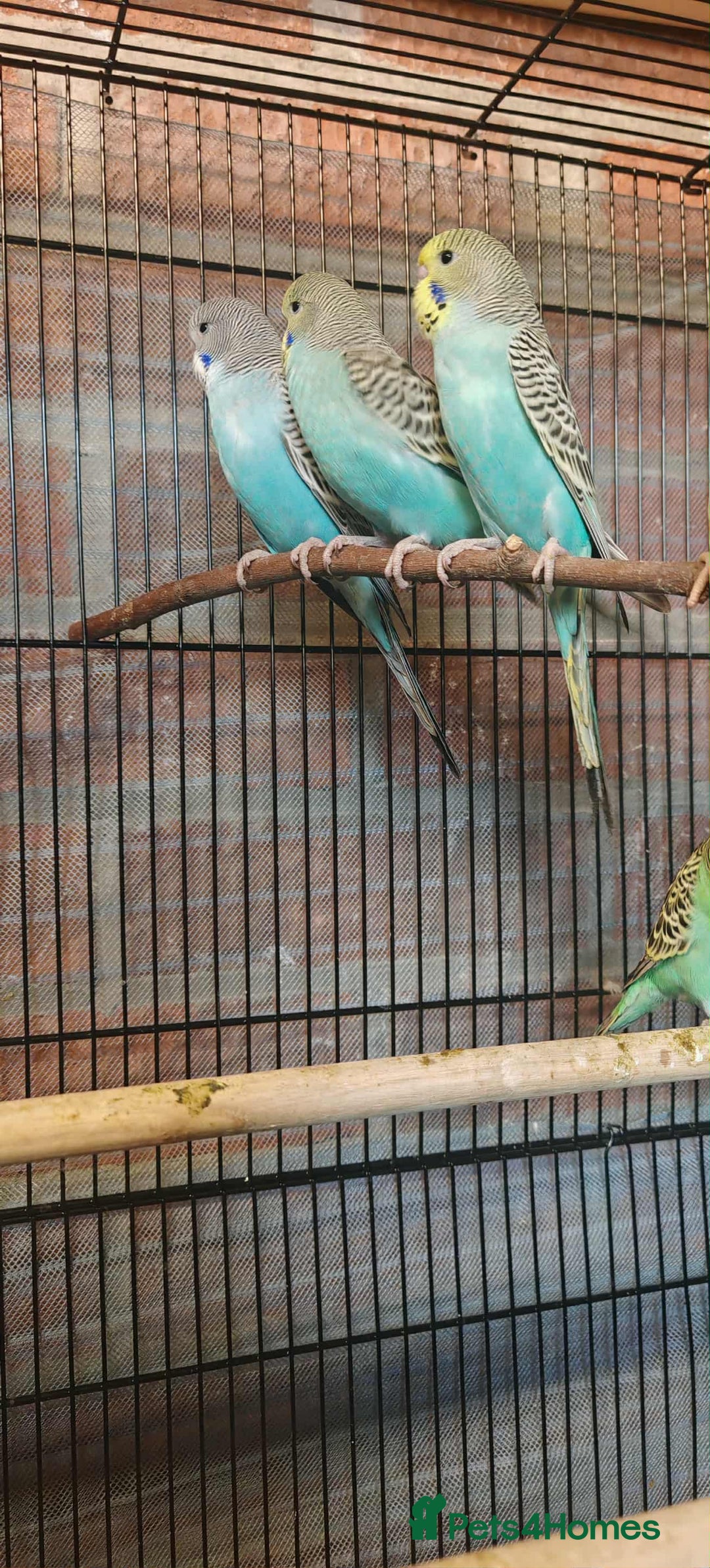 Budgerigars birds for sale: Budgies - Image 3