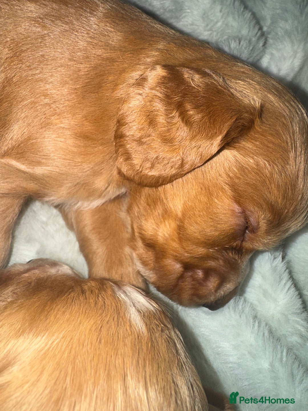 Cocker Spaniel dogs for sale: Cocker spaniels  - Image 5