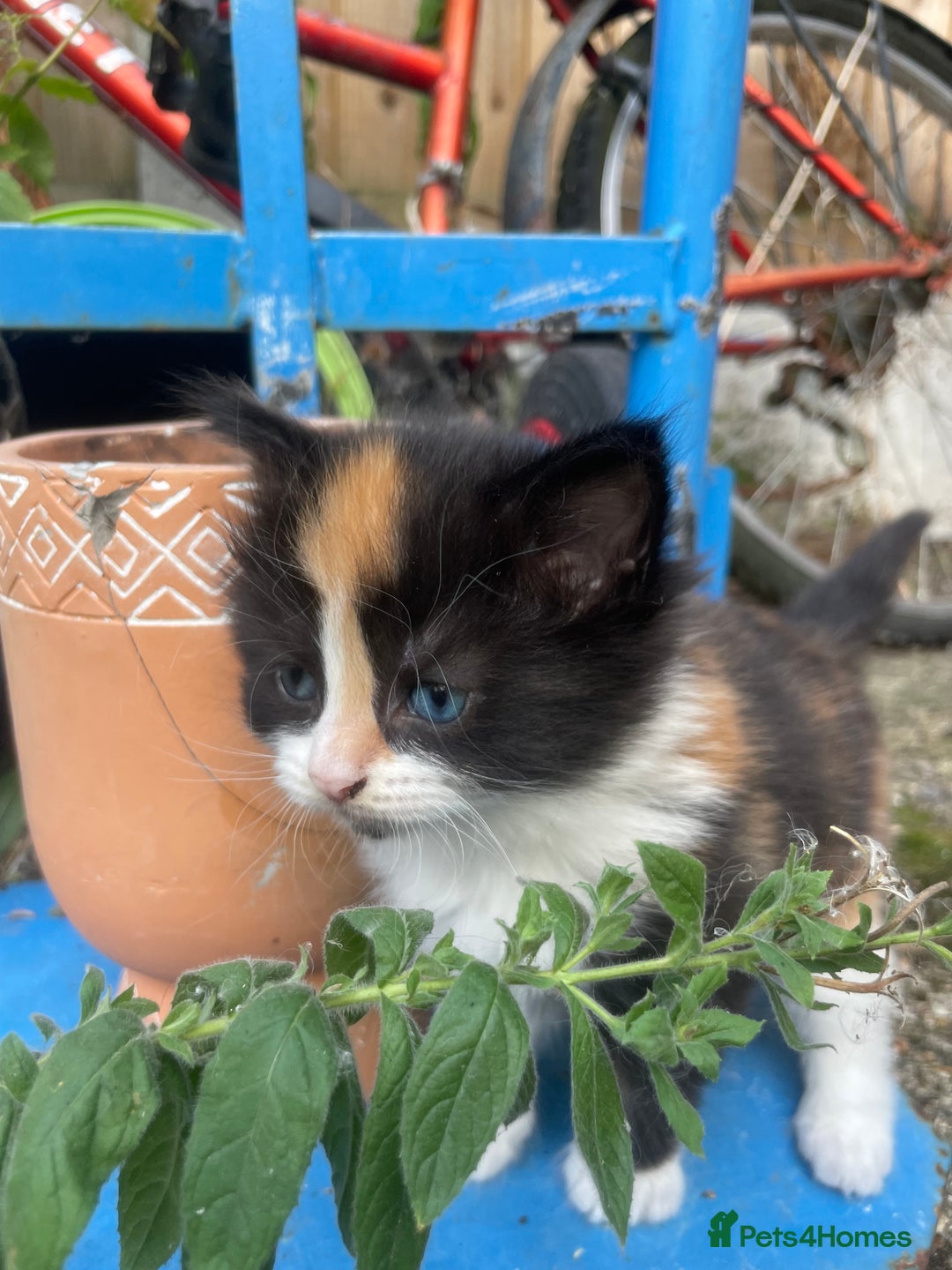 Mixed Breed cats for sale: Kittens for sale  - Image 1