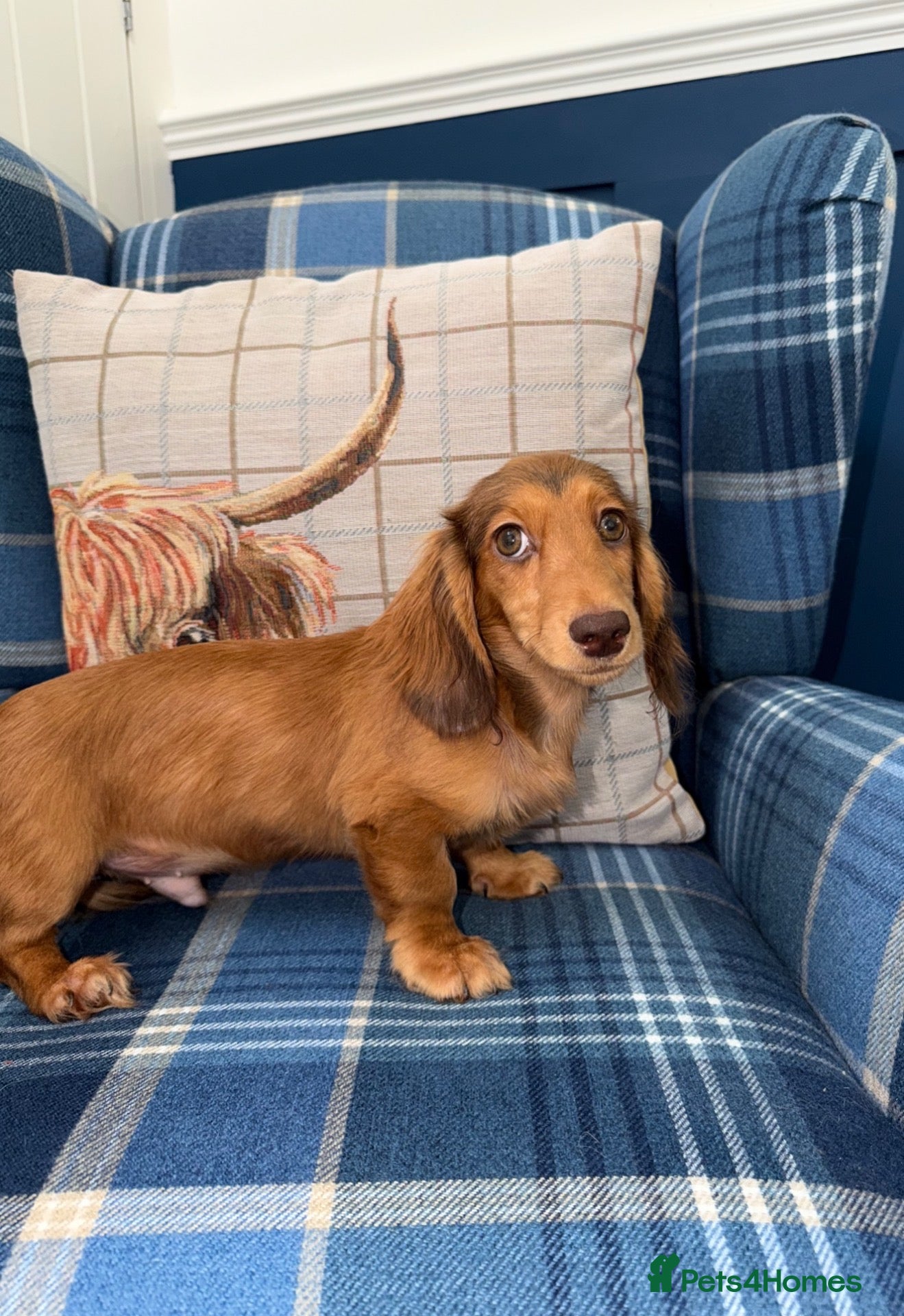 Miniature Dachshund dogs 🩷Stunning Long Haired Mini Dachshunds💙 - Advert 1