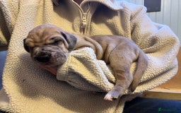 Great Dane dogs for sale: Great Dane puppy’s  - Image 20