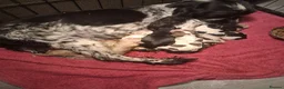 Cocker Spaniel dogs for sale: working cocker spaniels for sale - Advert 16
