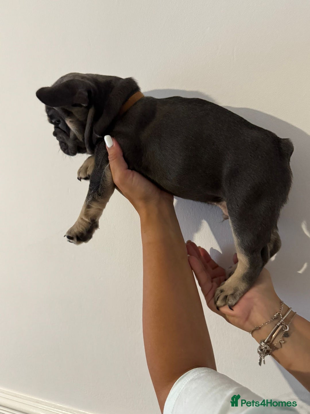 French Bulldog dogs for sale: Kc Registered 5 Generation Pedigree Quality  - Image 14