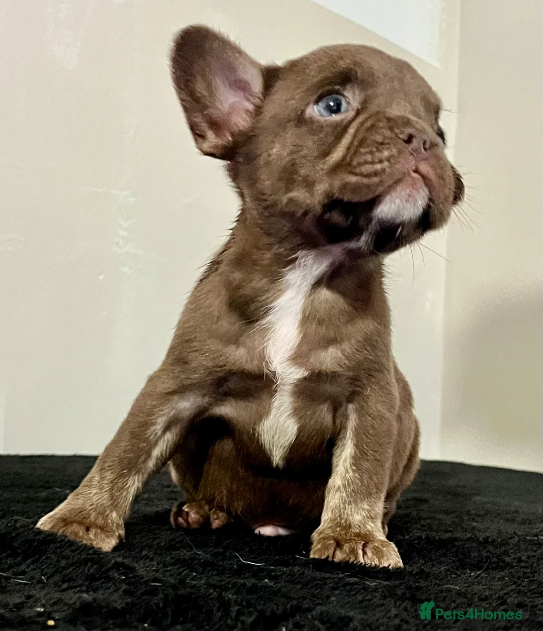 French Bulldog dogs for sale: 4 rojo male frenchie puppys - Advert 2