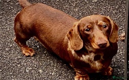 Miniature Dachshund dogs for sale: Kc Reg, Top Temperament, Boy and Girl - Image 1