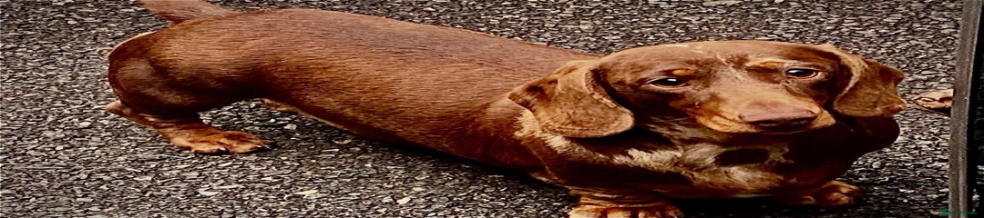 Miniature Dachshund Dog 3
