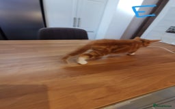 Mixed Breed cats for sale: Beautiful kittens ready now - Image 4