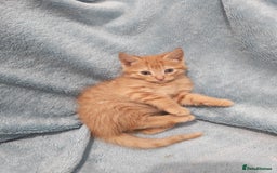 Mixed Breed cats for sale: Beautiful kittes Videos - Advert 2