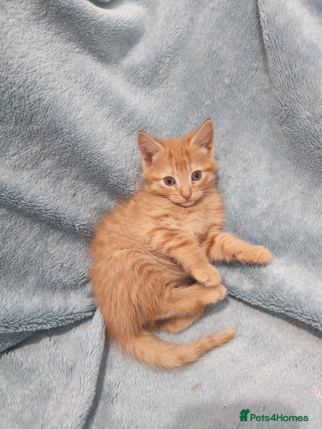 Mixed Breed cats for sale: Beautiful kittes Videos - Advert 2