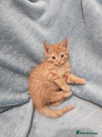 Mixed Breed cats Beautiful kittes Videos - Advert 5