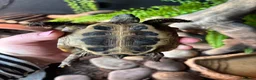 Hermann Tortoise reptiles for sale: Hermanns Tortoise - Advert 3