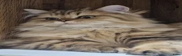 British Longhair cats for sale: GCCF Registered British Longhaired Kittens  - Advert 3