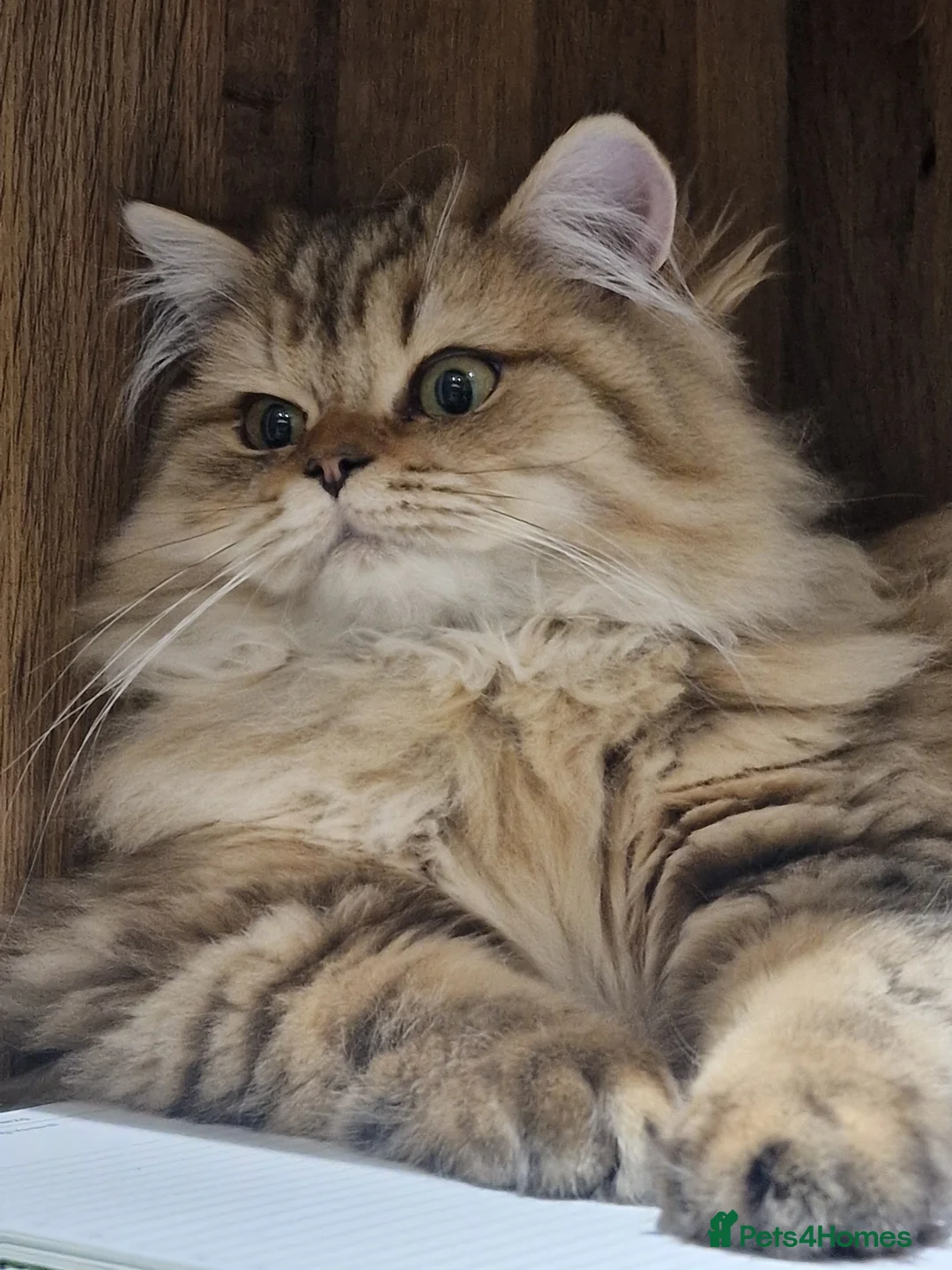 British Longhair cats for sale: GCCF Registered British Longhaired Kittens  - Advert 3