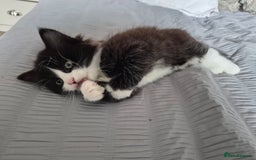 Ragdoll cats for sale: Gorgeous part ragdolls looking for loving homes! - Image 10