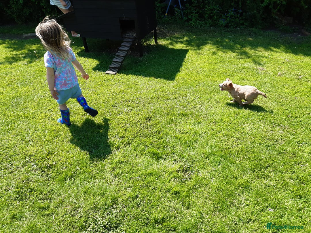 Cocker Spaniel dogs for sale: Cocker Spaniel Puppies - Image 26
