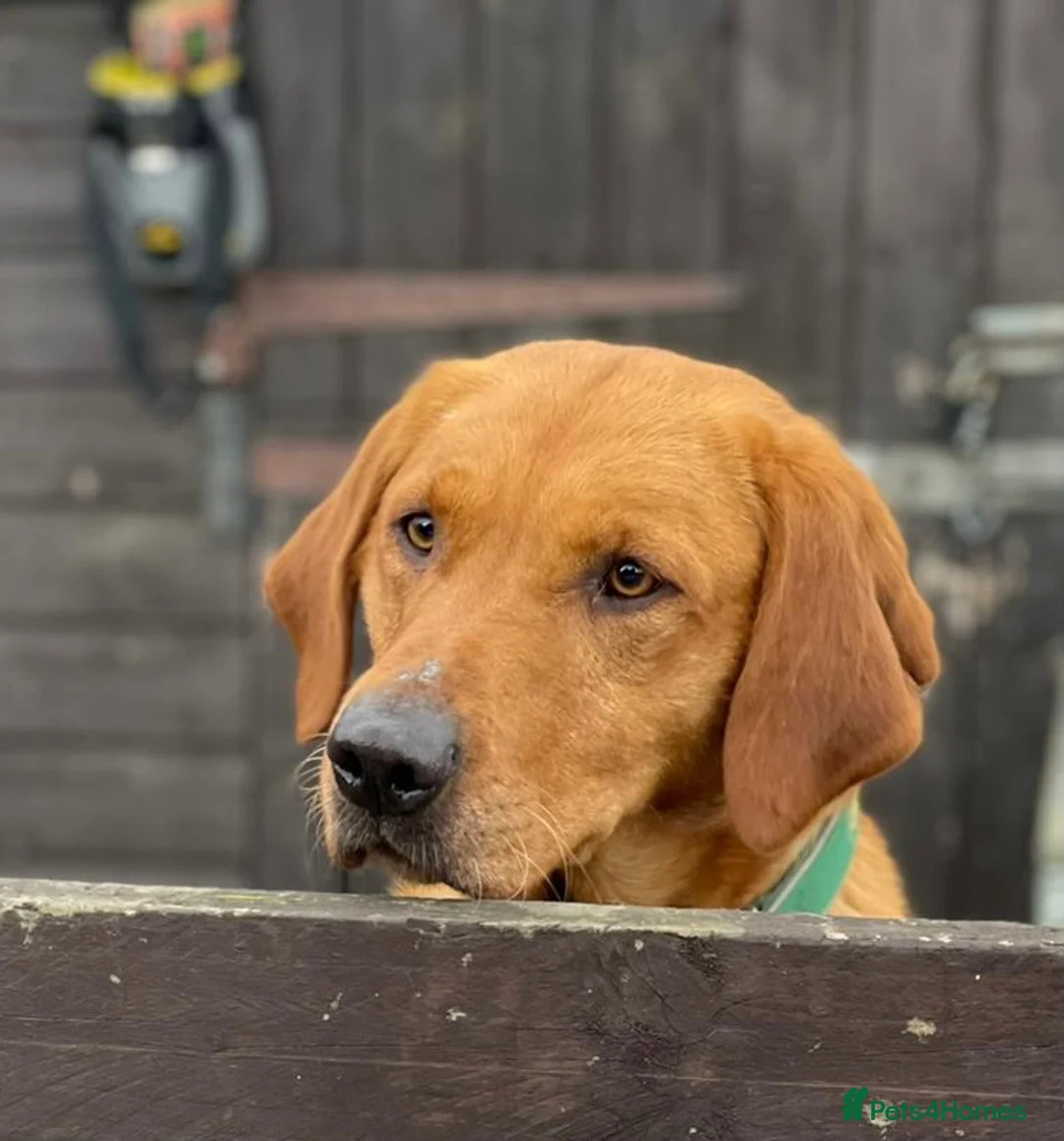 Labrador Retriever dogs for stud: Fully health tested Fox Red Labrador For Stud in Tewkesbury - Advert 19