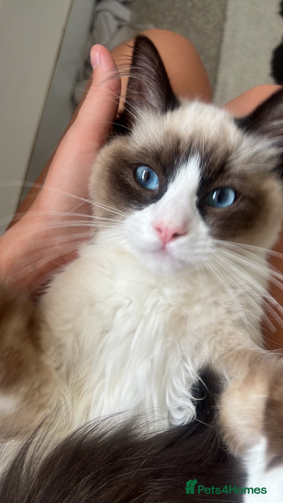 Ragdoll cats for sale: Male ragdoll  - Advert 4