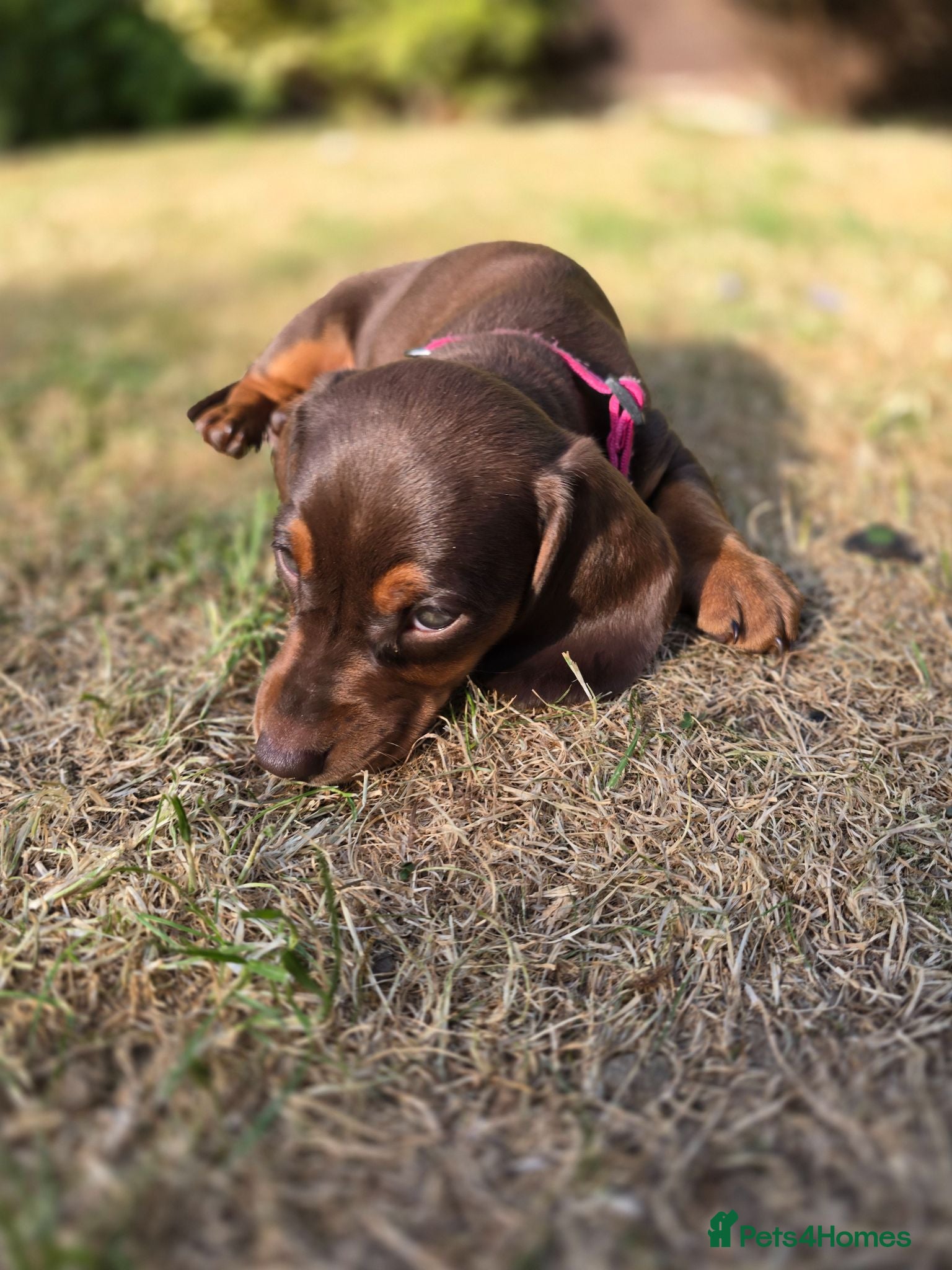 Dachshund dogs Beautiful Standard Dachshund PuppiesReadyNow 🏡❤️  - Advert 2