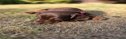 Dachshund dogs for sale: Beautiful Standard Dachshund PuppiesReadyNow 🏡❤️  - Advert 2