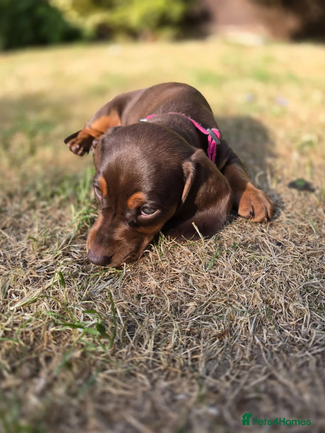Dachshund dogs for sale: Beautiful Standard Dachshund PuppiesReadyNow 🏡❤️  - Advert 2