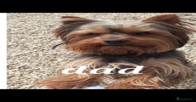 Shorkie dogs  shorkie puppies  - Advert 1