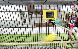 Budgerigars birds for sale: Pair of Budgies for sale - Image 2