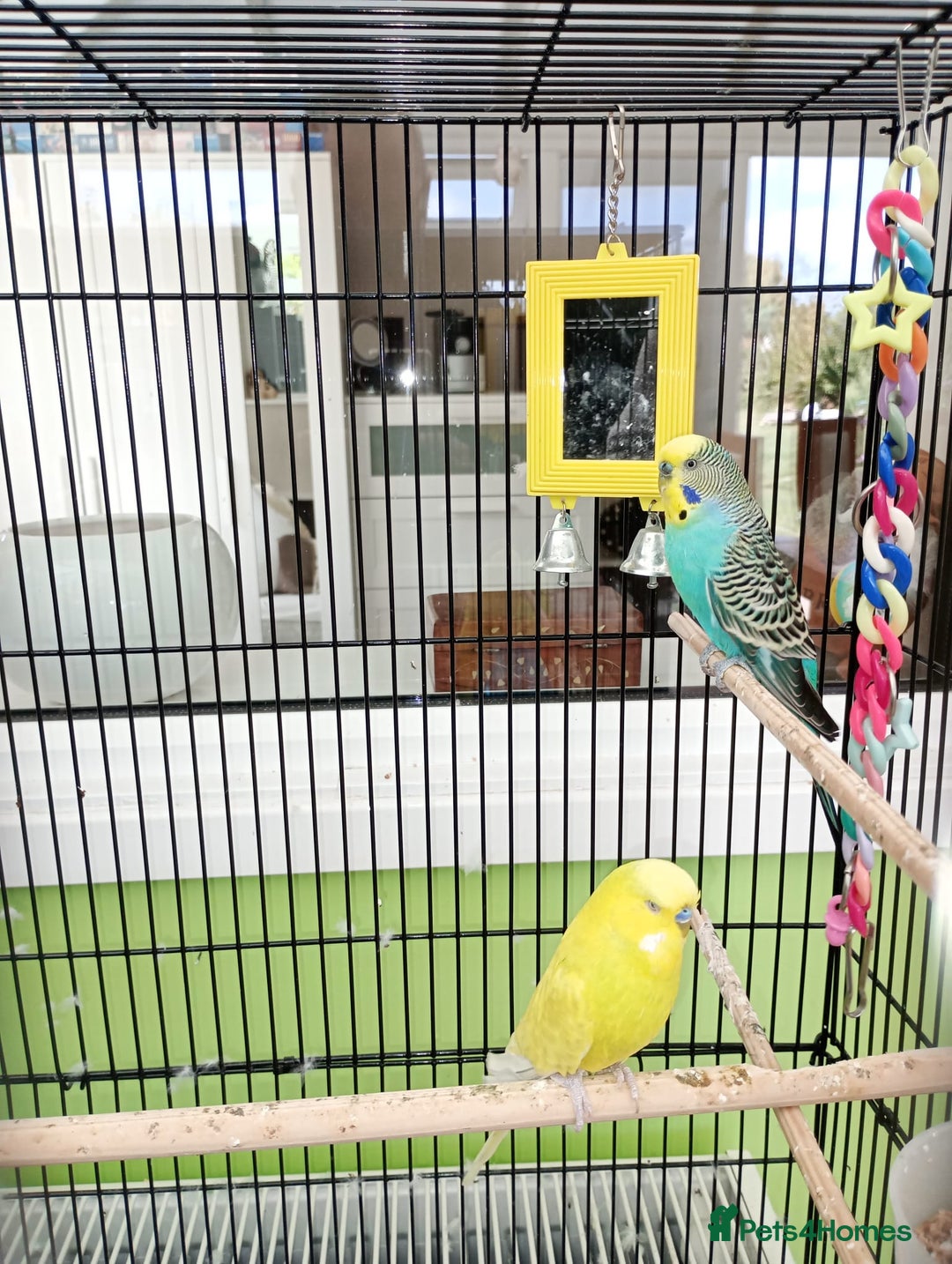 Budgerigars birds for sale: Pair of Budgies for sale - Image 2