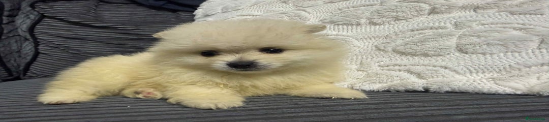 Pomeranian Puppy 4