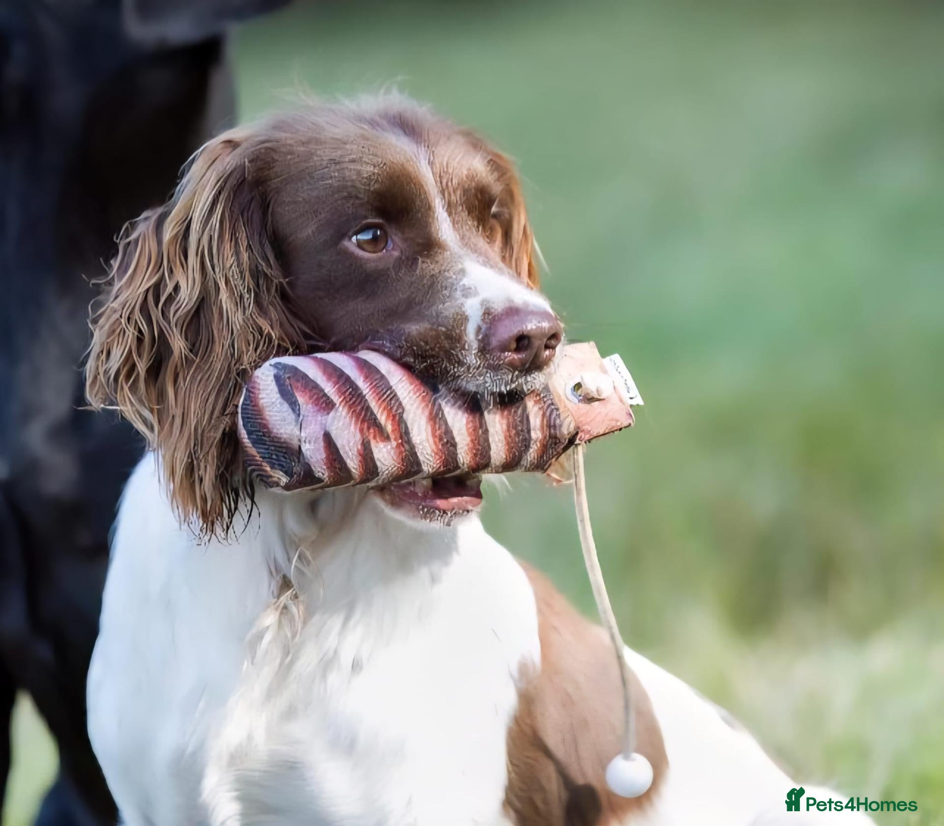 English Springer Spaniel dogs  Springer spaniels looking for their forever homes - Advert 2