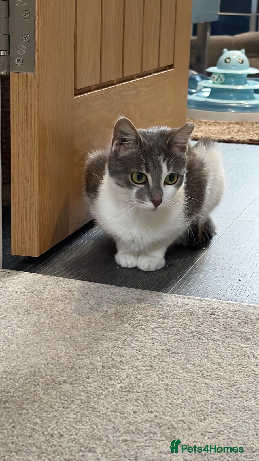 Mixed Breed cats for adoption: Zuza full of love and mischief in Beauly - Advert 4