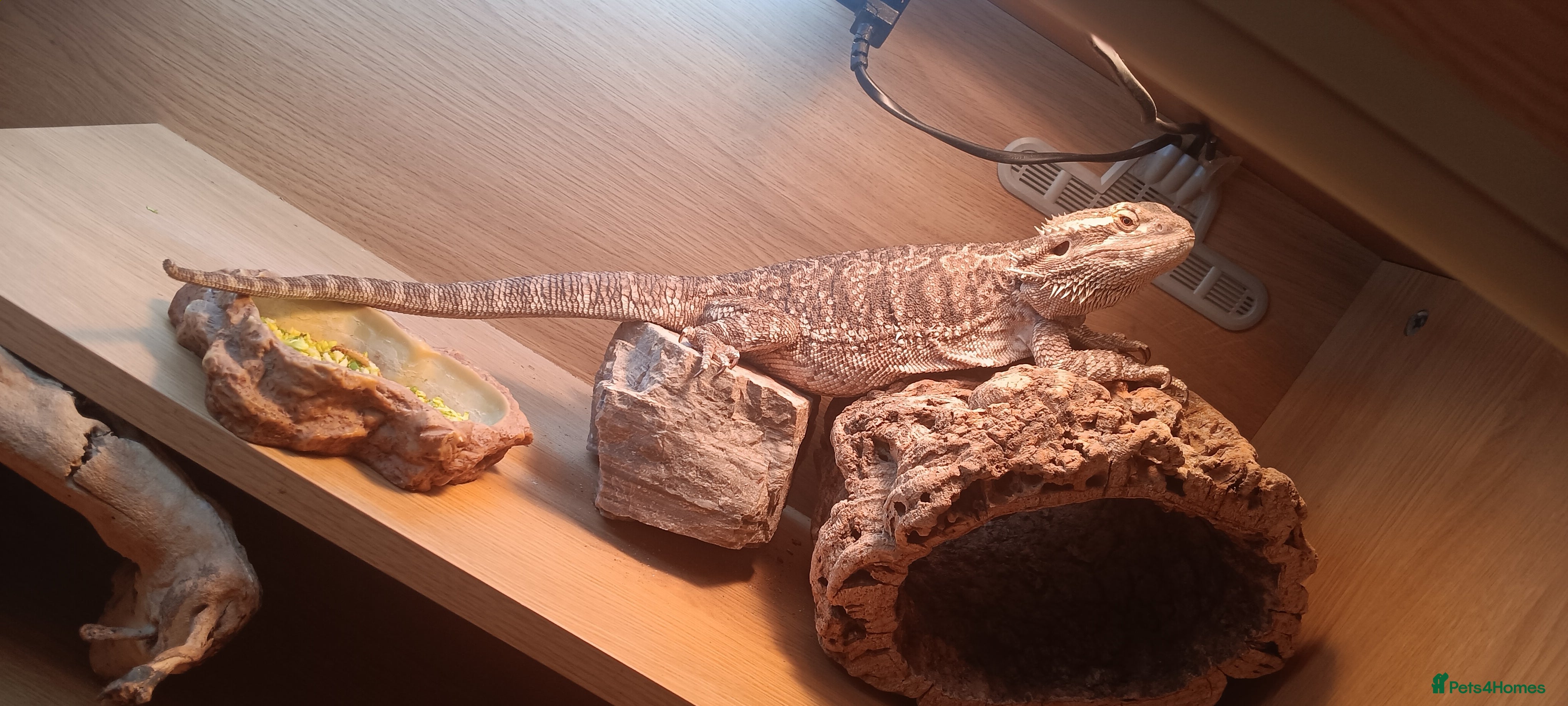 Bearded Dragon reptiles Bearded dragon w/vivarium and lights included - Advert 4