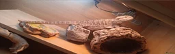 Bearded Dragon reptiles for sale: Bearded dragon w/vivarium and lights included - Advert 1