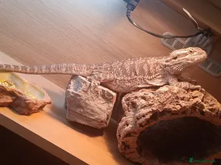 Bearded Dragon reptiles Bearded dragon w/vivarium and lights included - Advert 4
