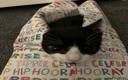 British Shorthair cats for sale: 7 month old tuxedo kitten for rehoming  - Image 3