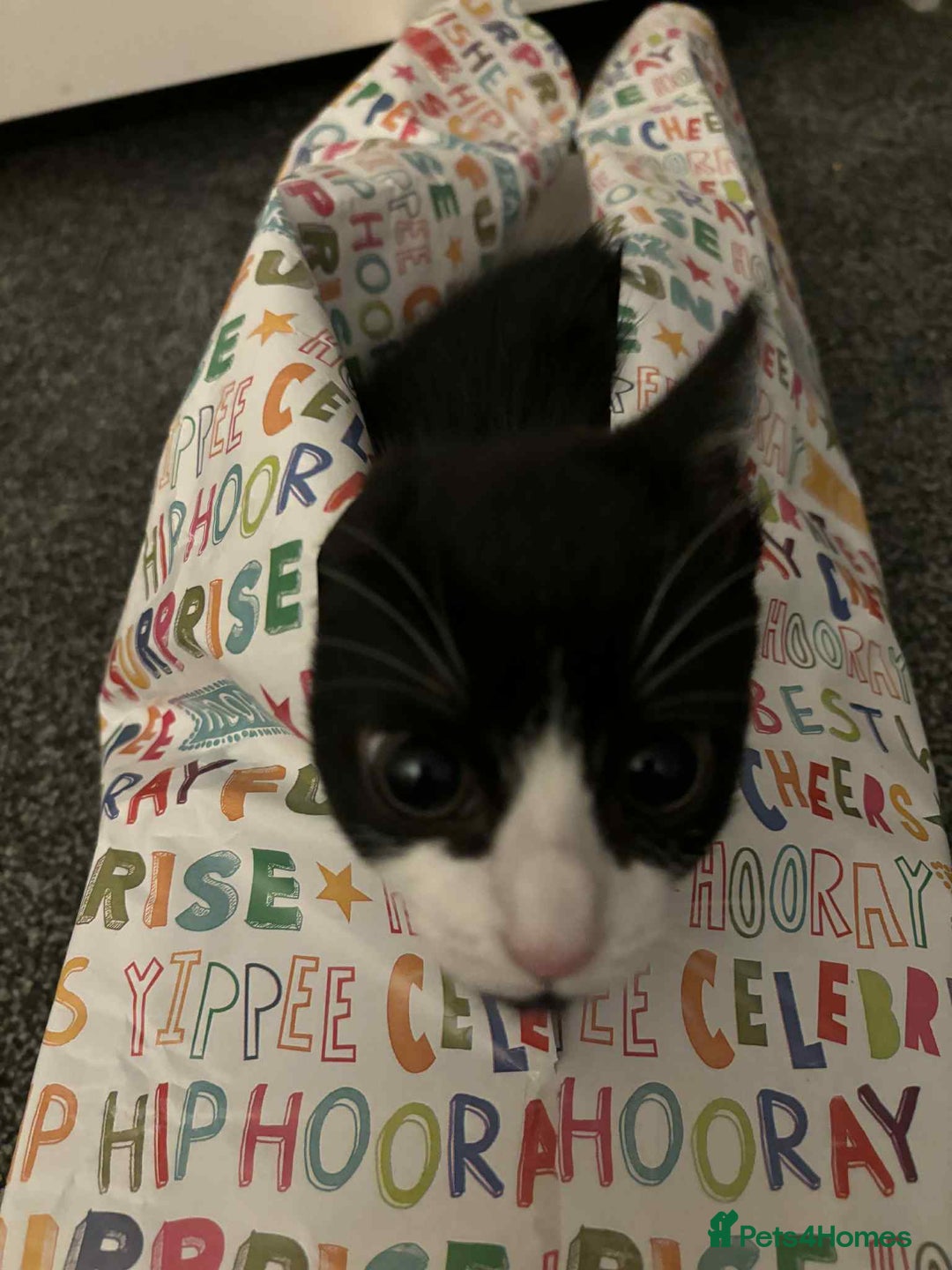 British Shorthair cats for sale: 7 month old tuxedo kitten for rehoming  - Image 3