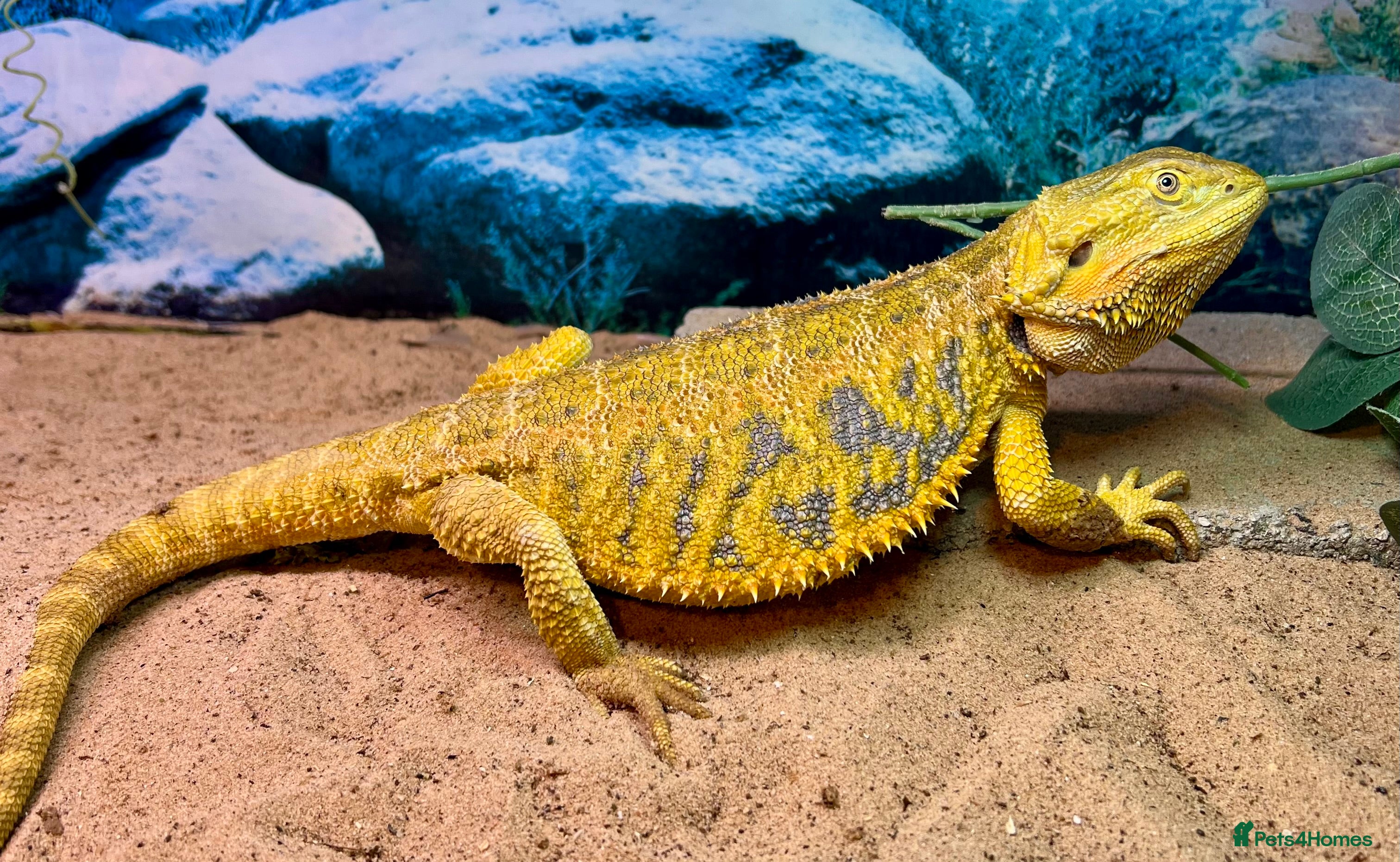 Bearded Dragon reptiles Bearded dragon male yellow blue bar - Advert 2