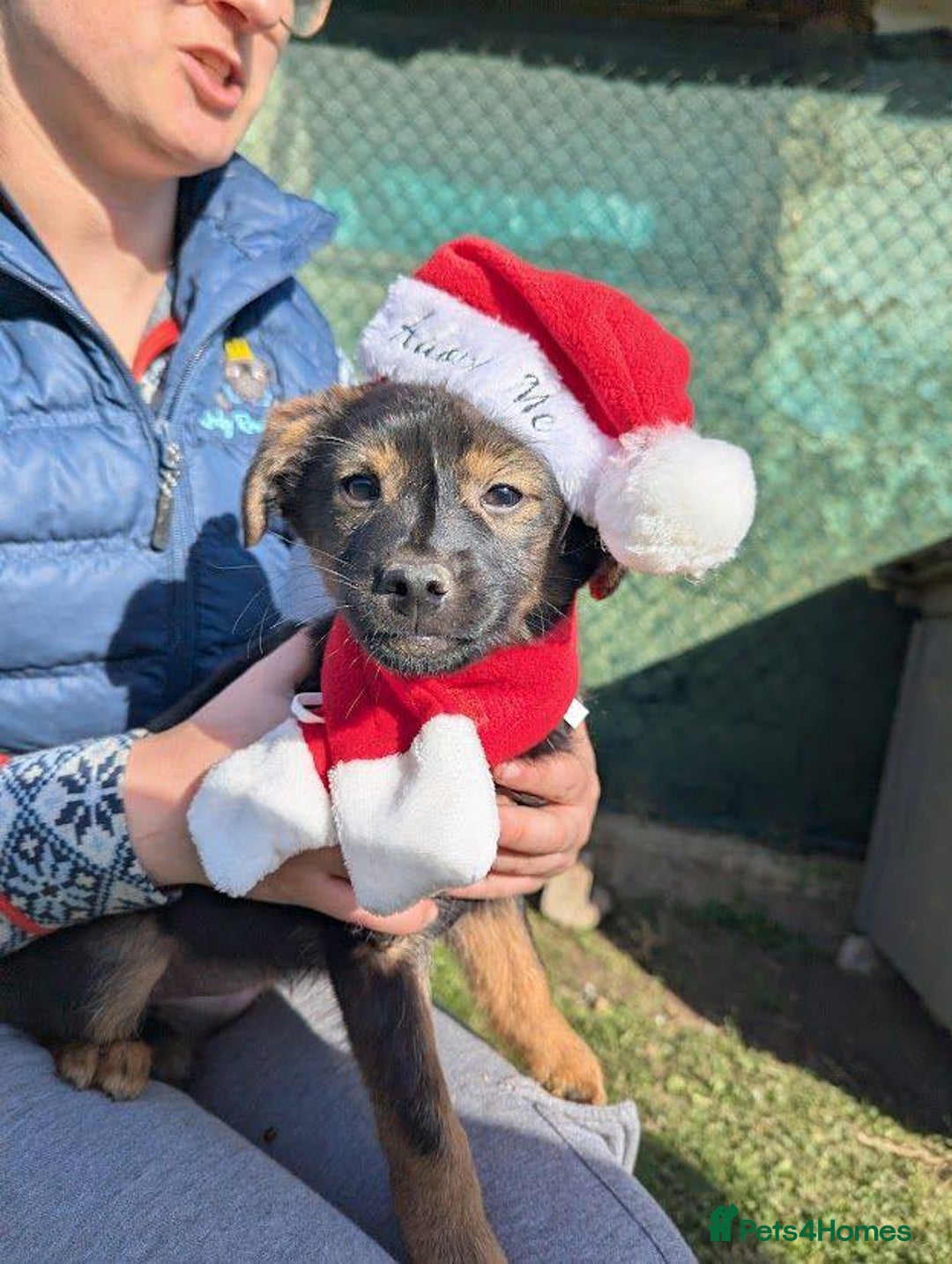 Mixed Breed dogs for adoption: Parsley for adoption - Advert 1