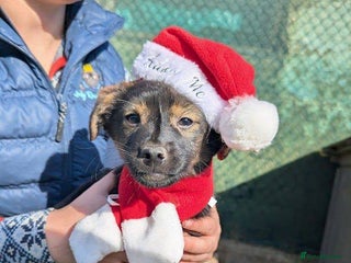 Mixed Breed dogs Parsley for adoption - Advert 9