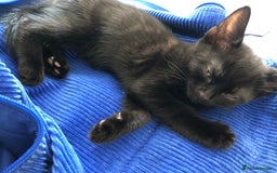 British Shorthair cats for sale: 🐾 A Rare Band of Ghost Tabby Kittens 🐾 - Image 1