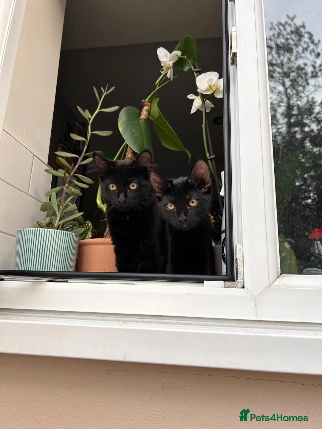 Bombay cats for sale: Beautiful black kittens looking for loving home - Advert 2