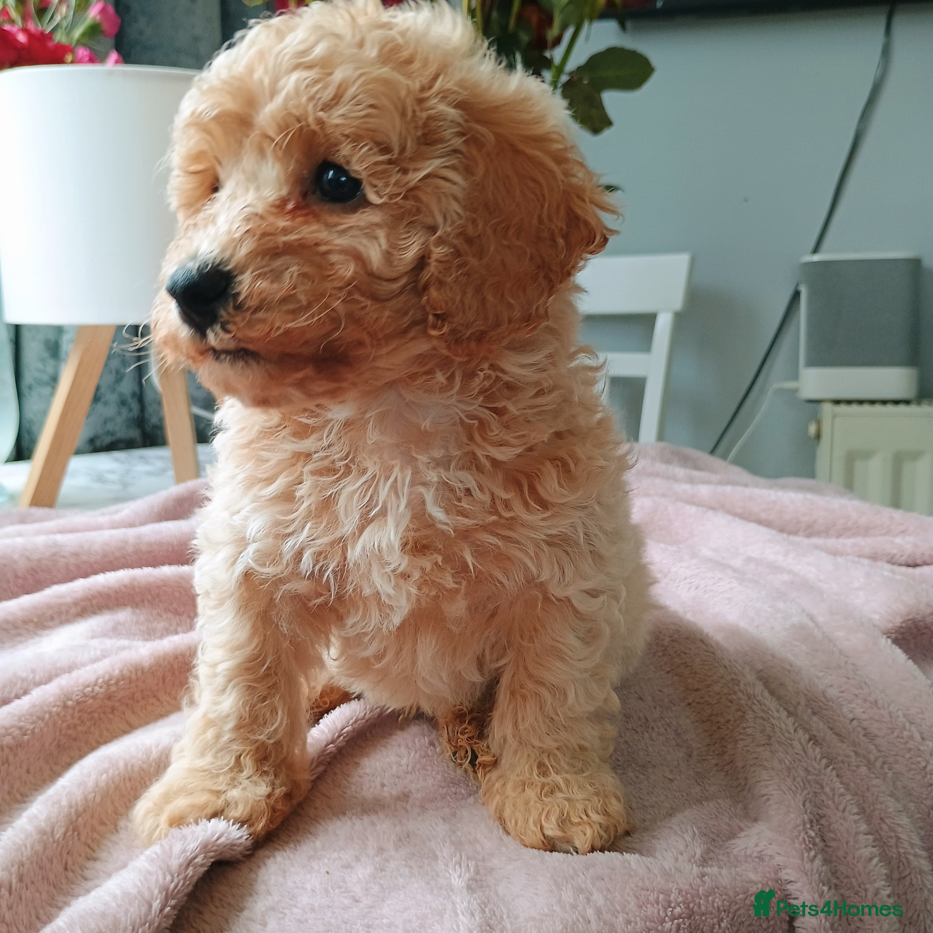 Poochon dogs Poochon male 🐏🩵 - Advert 3