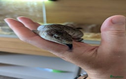 Skink reptiles for sale: Blue Tongue Skinks for sale - Image 3