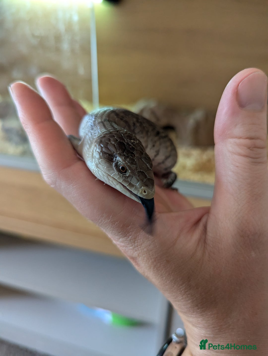 Skink reptiles for sale: Blue Tongue Skinks for sale - Image 3