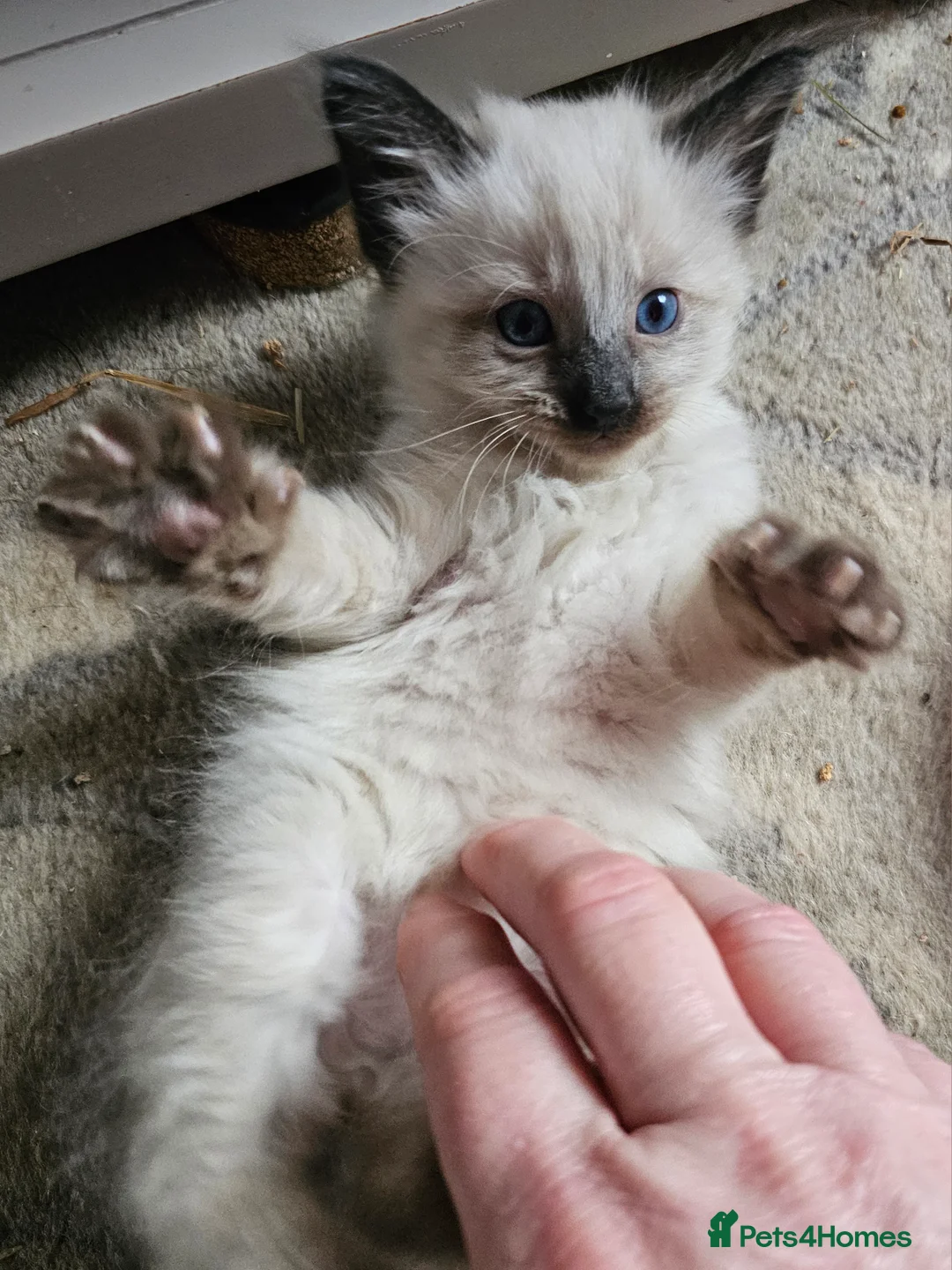 Siamese cats for sale: Siamese x Sphynx kittens 9 weeks old - Advert 2