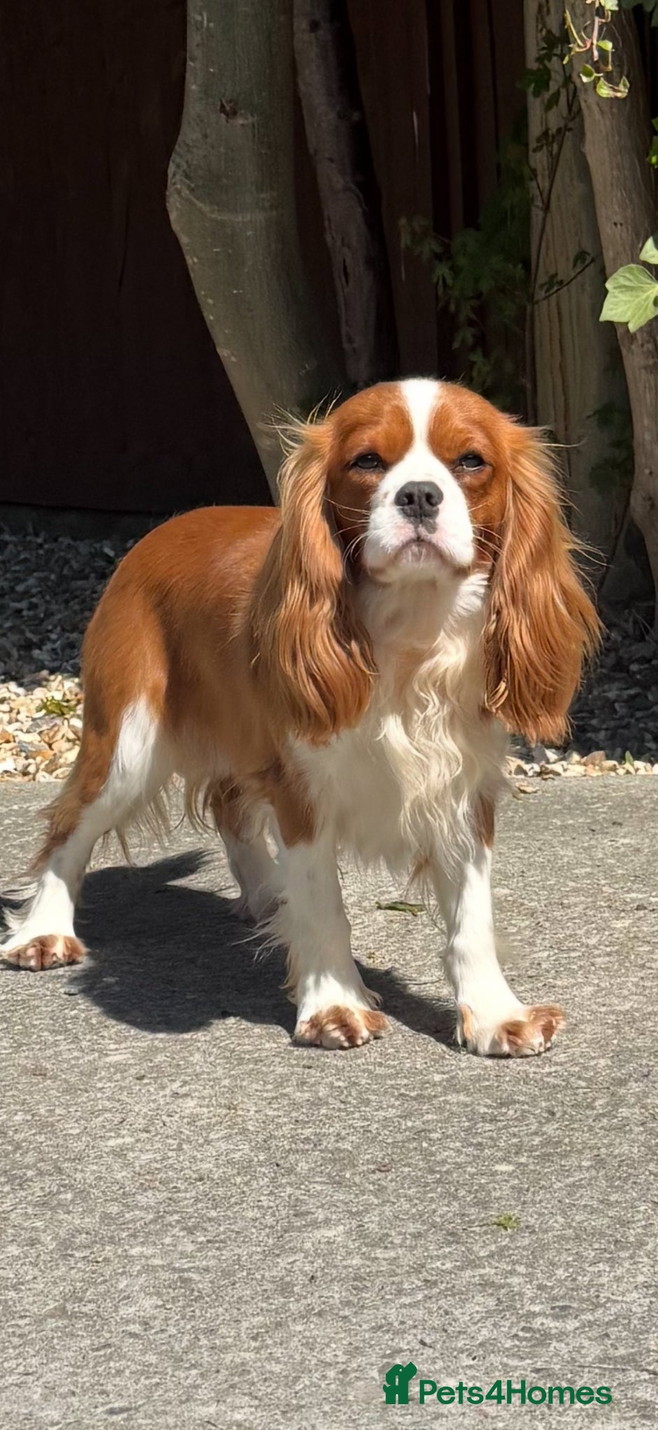 Cavapoo dogs Extensively Health Tested Red Cavapoos - Advert 2