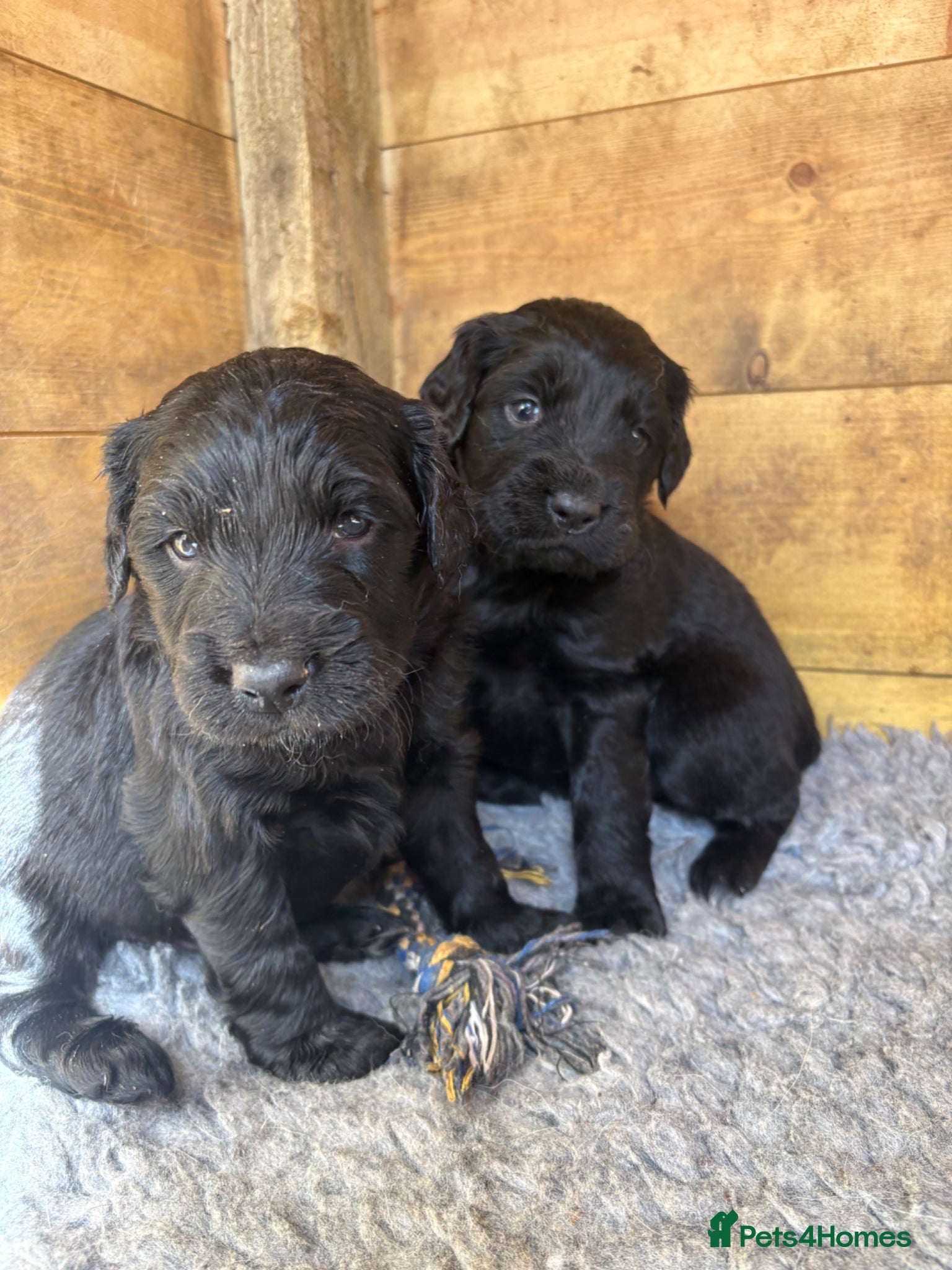 Mixed Breed dogs Labradoodles  - Advert 1
