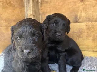 Mixed Breed dogs Labradoodles - Advert 1